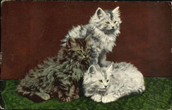 Kittens Postcard