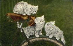 Kittens Postcard