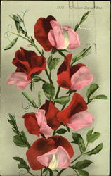 Crimson Sweet Pea Postcard