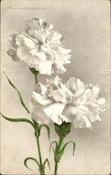 White Carnation Flowers Postcard Postcard