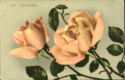 Safrano Rose Flowers Postcard Postcard