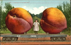 A Carload Of Peaches Exaggeration Postcard Postcard