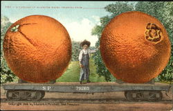 A Carload Of Mammoth Navel Oranges Postcard