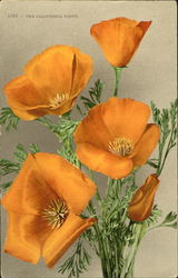 The California Poppy Flowers Postcard Postcard