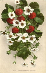 Strawberries And Blossoms Fruit Postcard Postcard