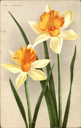 Daffodils Flowers Postcard Postcard