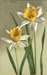 Daffodils Flowers Postcard Postcard