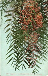 Branch Of California Pepper Tree With Berries Trees Postcard Postcard