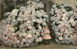 Hydrangea Bush Postcard