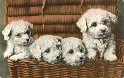 Puppies Postcard