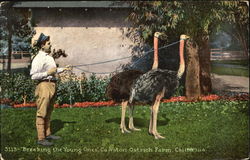 Breaking The Young Ones Cawston Ostrich Farm Postcard