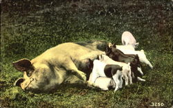 Piglets Feeding Postcard