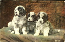 Puppies Postcard