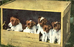 Puppies Postcard