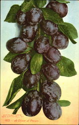 A Cluster Of Prunes Postcard