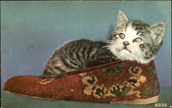 Kitten in a Slipper Postcard