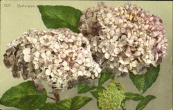 Hydrangea Postcard