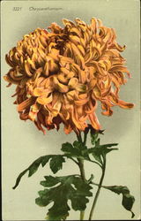 Chrysanthemum Flowers Postcard Postcard