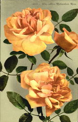 Wm. Allen Richardson Rose Flowers Postcard Postcard