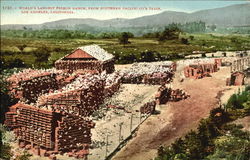 World's Largest Pigeon Ranch From Southern Pacific Co's Train Postcard