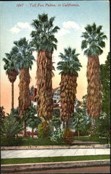 Tall Fan Palms California Trees Postcard Postcard