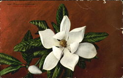 Magnolia Blossom Postcard