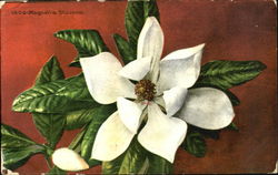 Magnolia Blossom Flowers Postcard Postcard