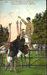 A Ten Foot Reach For An Orange, Cawston Ostrich Farm Postcard