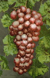 Flaming Tokay Grapes Fruit Postcard Postcard