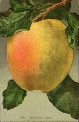 Belleflower Apple Postcard