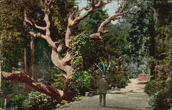 A Wooded Pathway, Piedmont Park Oakland, CA Postcard Postcard