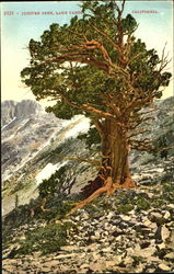 Juniper Tree Lake Tahoe, CA Postcard Postcard