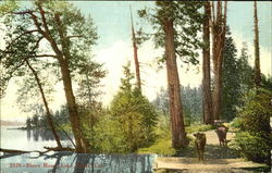 Shore Road Postcard