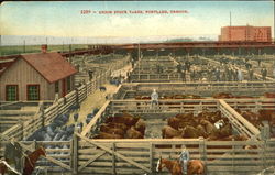 Union Stock Yards Postcard