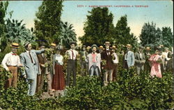 Raisin Industry Postcard