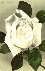 White Rose Flowers Postcard Postcard