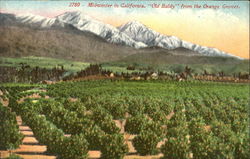 Midwinter In California Fruit Postcard Postcard