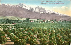 Midwinter In California Fruit Postcard Postcard