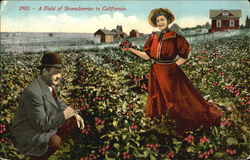 A Field Of Strawberries In California Postcard