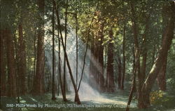 Muir Woods By Moonlight Scenic, CA Postcard Postcard