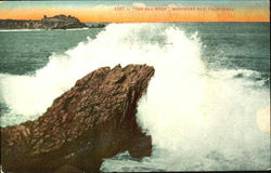 The Sea Wolf Postcard