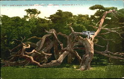 Ram's Horn Tree Monterey, CA Postcard Postcard