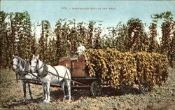 Harvesting Hops In The West Postcard