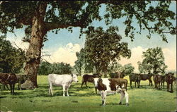 Western Valley Cattle Ranch Cows & Cattle Postcard Postcard