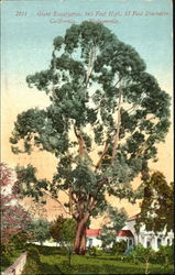 Giant Eucalyptus Postcard