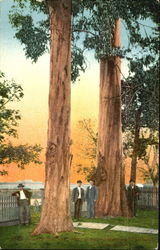 Giant Eucalyptus Trees Postcard Postcard