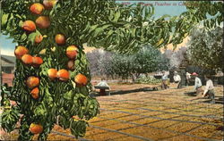 Drying Peaches In California Fruit Postcard Postcard