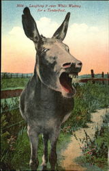 Laughing It Over While Waiting For A Tenderfoot Donkeys Postcard Postcard