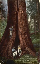 Burned Out Sequoia, Genl Grant National Park Postcard