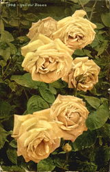 Yellow Roses Flowers Postcard Postcard